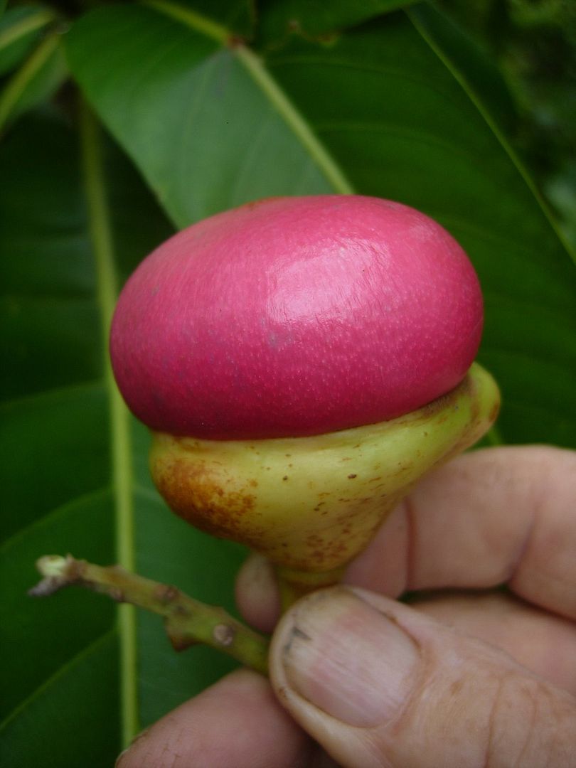 Polynesian Produce Stand ENGKALAK ButterFruit Tree Litsea garciae